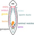 Reproductive system of planaria flatworm Royalty Free Stock Photo